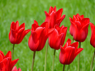 Image showing Bunch of nice red flowers