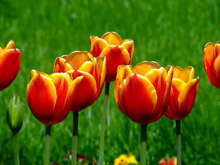 Image showing Bunch of red and yellow tulips