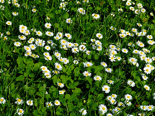 Image showing Close up shoot of daisy field