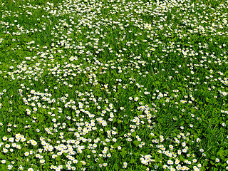 Image showing Daisy field