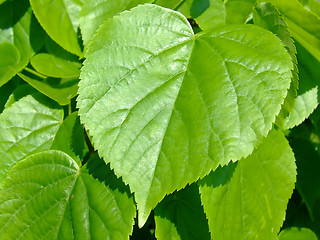 Image showing Green leaves