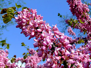 Image showing Lilac flower