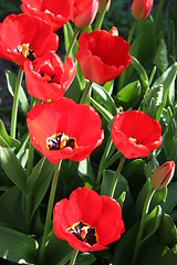 Image showing Tulips