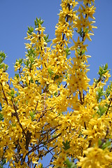 Image showing Forsythia