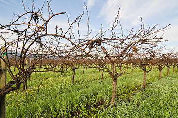 Image showing Vineyard