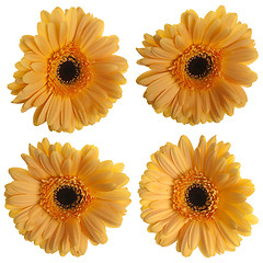 Image showing Set of yellow gerbera flowers