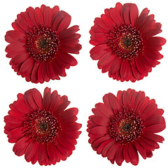 Image showing Set of red  gerbera flowers