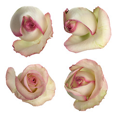 Image showing Set of pink roses