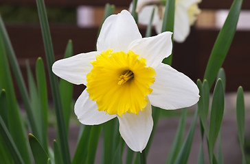 Image showing White Daffodil