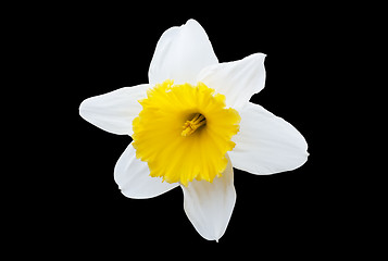 Image showing White Daffodil
