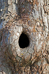 Image showing Trunk with hole