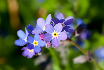 Image showing Forget-me-not