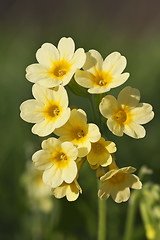 Image showing Cowslip