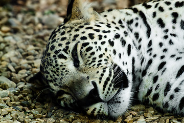 Image showing lying and sleeping Snow Leopard Irbis (Panthera uncia)