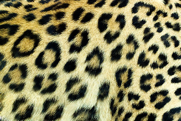 Image showing Snow Leopard Irbis (Panthera uncia) skin texture