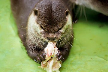 Image showing Otter in the water, eating fish