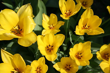 Image showing Tulips in group