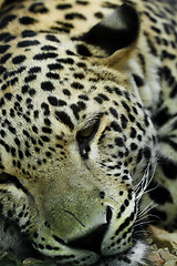 Image showing lying Snow Leopard Irbis (Panthera uncia)