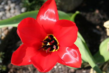 Image showing Red tulip