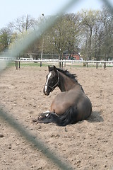 Image showing Horse