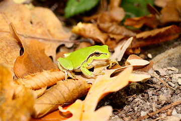 Image showing wood frog