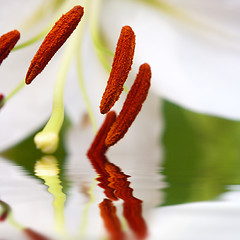 Image showing White Lily Macro