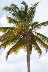 Image showing Tropical Palm Tree