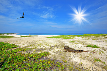 Image showing Iguana on the beach