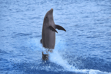 Image showing Dolphin