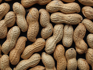 Image showing Peanut