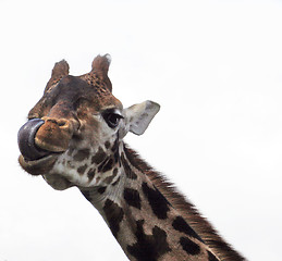 Image showing A giraffe gazes down and licks his lips