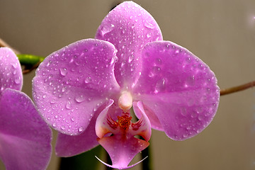 Image showing Orchid