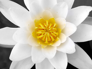 Image showing water-lily