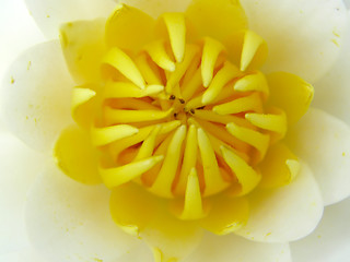 Image showing water-lily