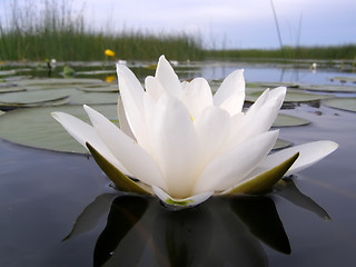 Image showing water-lily