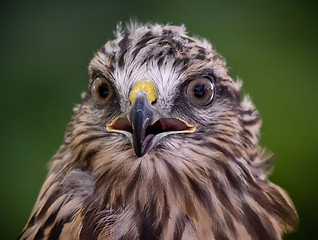 Image showing Red tailed hawk