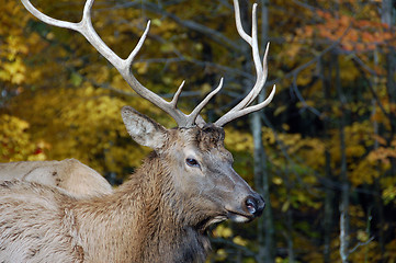 Image showing Elk