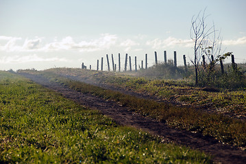 Image showing Green field with dew