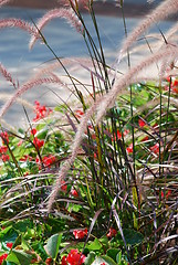 Image showing Grass and flowers