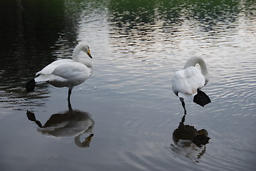 Image showing Pair of white swans standing in shallow water with reflection