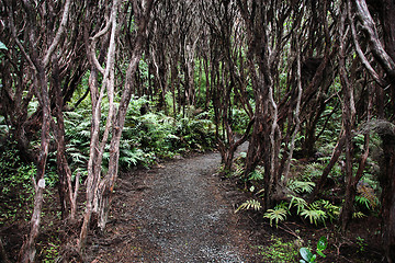 Image showing New Zealand native bush