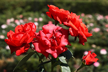 Image showing Red roses