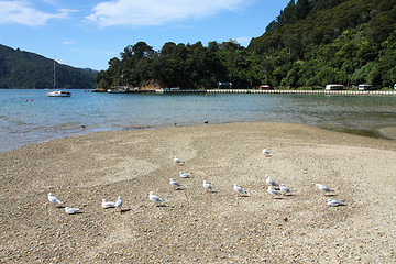 Image showing Queen Charlotte Sound