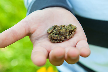 Image showing Frog