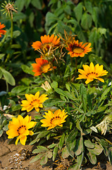 Image showing yellow and orange flowers