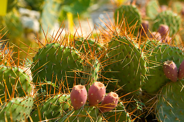 Image showing cactus