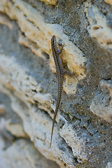 Image showing Little lizard