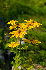 Image showing yellow flowers