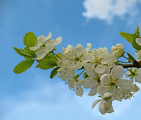 Image showing Blooming apple-tree