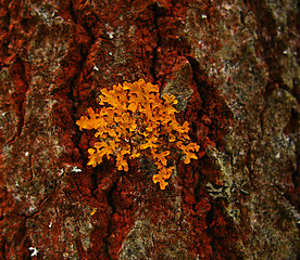 Image showing Lichen